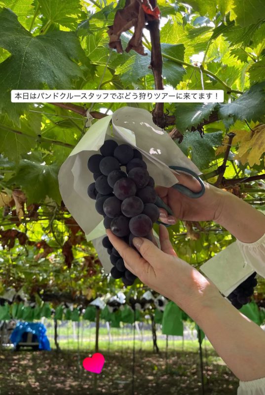 ぶどう狩り